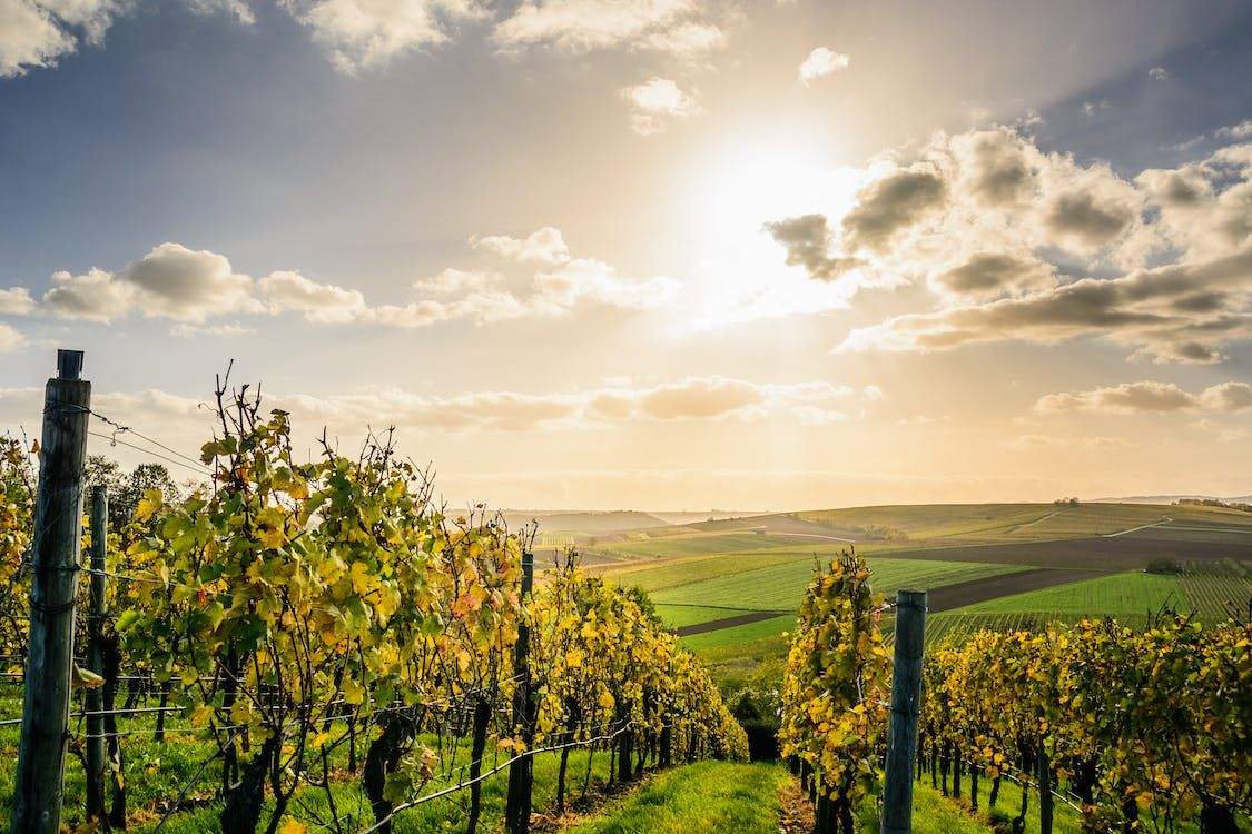 vignoble alsace
