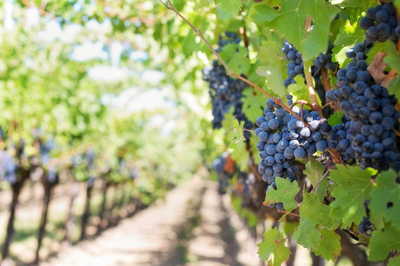 vendanges