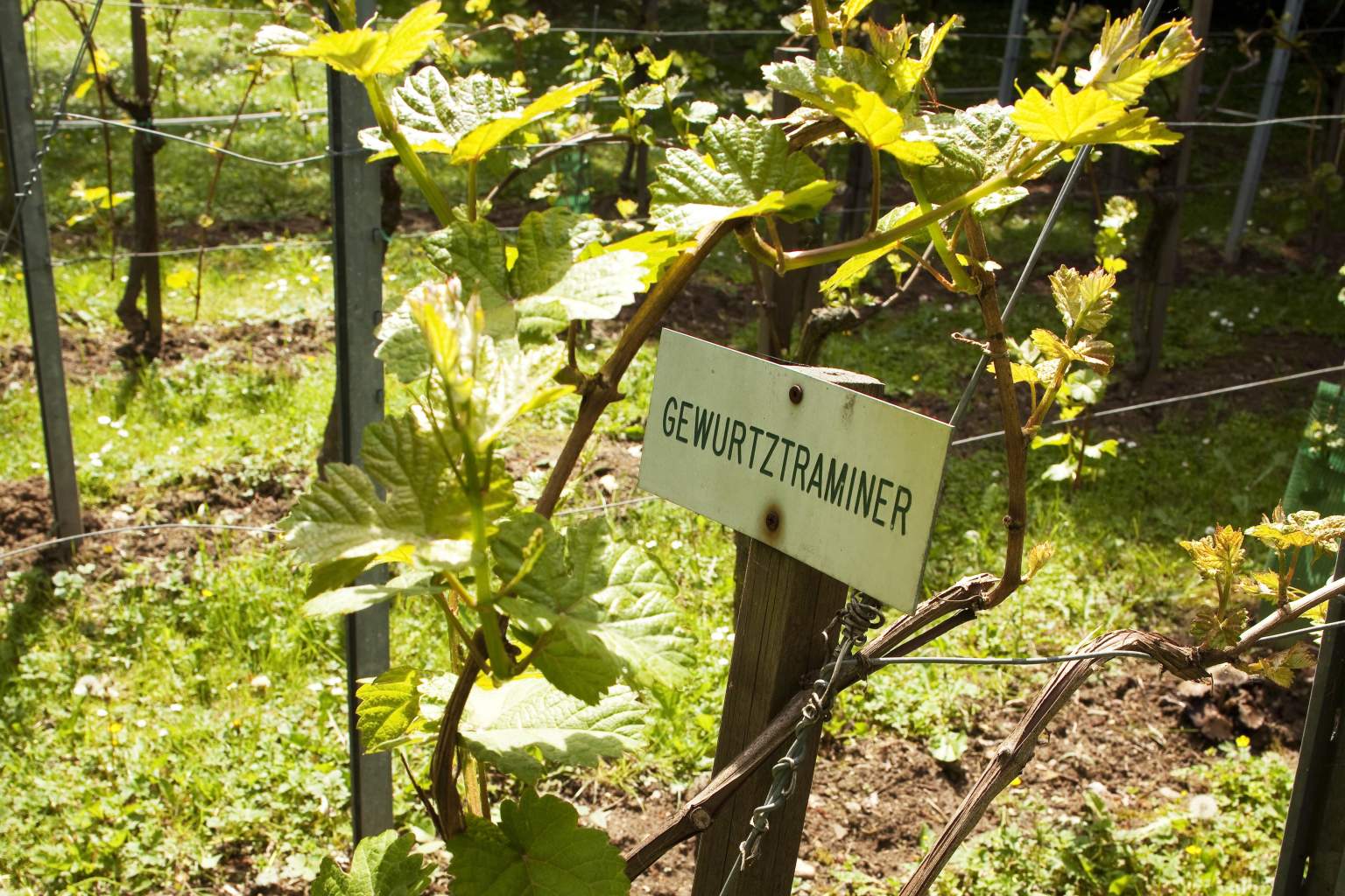 Molsheim Vignes Hotel le Bugatti diana hotels collection route de vins