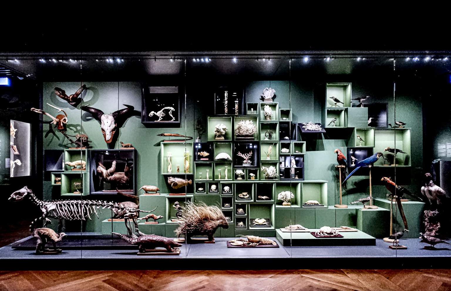 Musee zoologique strasbourg alsace hotel d 