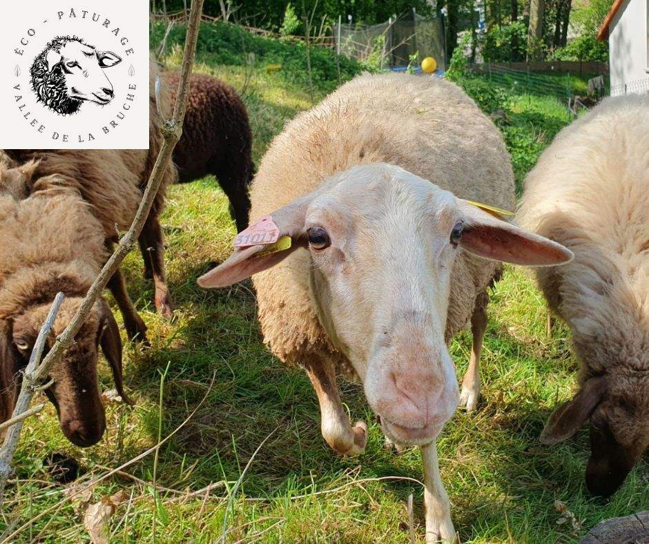 Éco-pâturage Vallée de la Bruche
